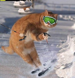 funny-cat-ski